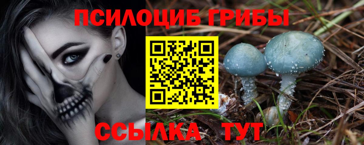 Псилоцибиновые грибы Psilocybe Обнинск